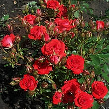 Роза спрей Мірабель