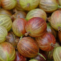 Саджанці крижовика