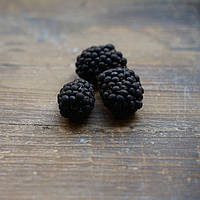 Ожина літня