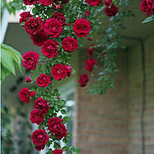 Плетисті троянди