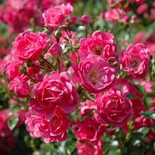 Грунтопокривні троянди