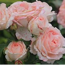 Троянди флорибунда