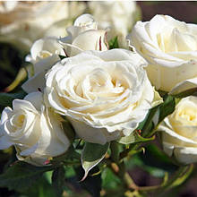 Бордюрні троянди