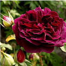 Англійські троянди