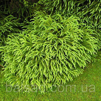 Криптомерія японська Спіраліс / С5 / 30-40 / Cryptomeria Spiralis, фото 1