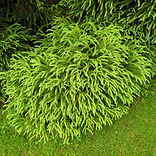 Криптомерія японська Спіраліс / С5 / 30-40 / Cryptomeria Spiralis