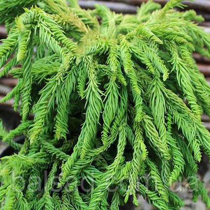 Криптомерія японська Спіраліс / С5 / 30-40 / Cryptomeria Spiralis, фото 3