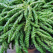 Криптомерія японська Спіраліс / С5 / 30-40 / Cryptomeria Spiralis, фото 5