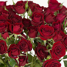 Мініатюрні троянди