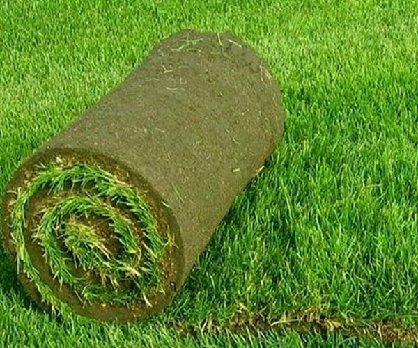 Рулонний газон Універсальний.