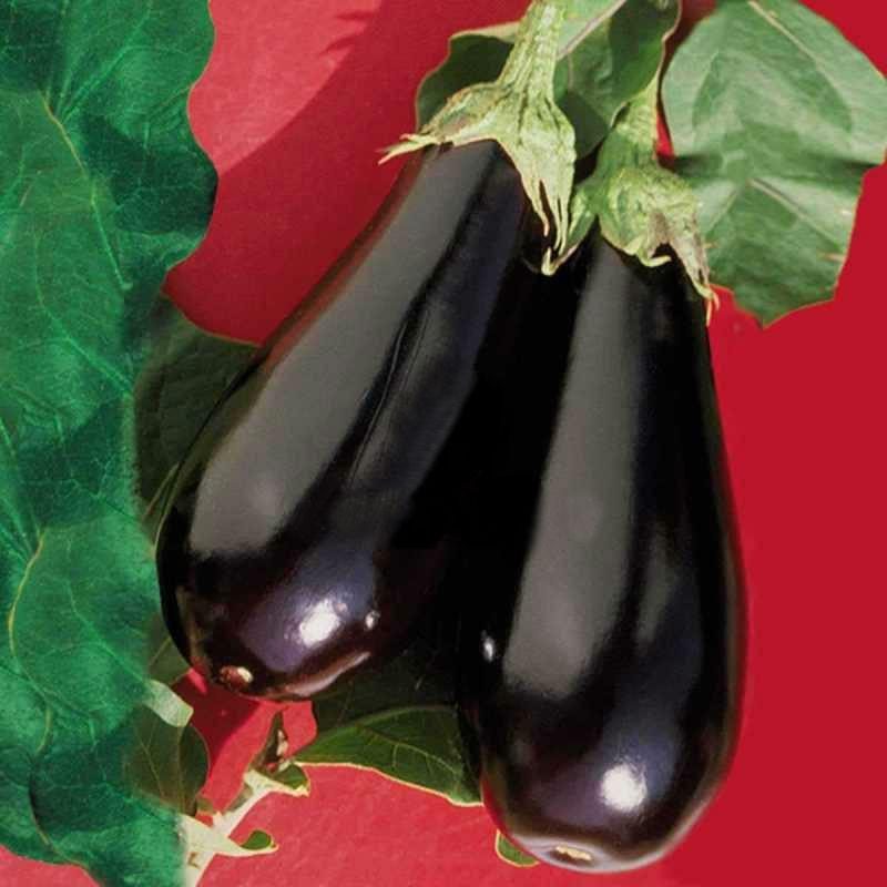 ЕПІК F1 — насіння баклажана, Seminis