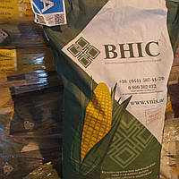 Семена кукурузы Гран 310 (ФАО-250)