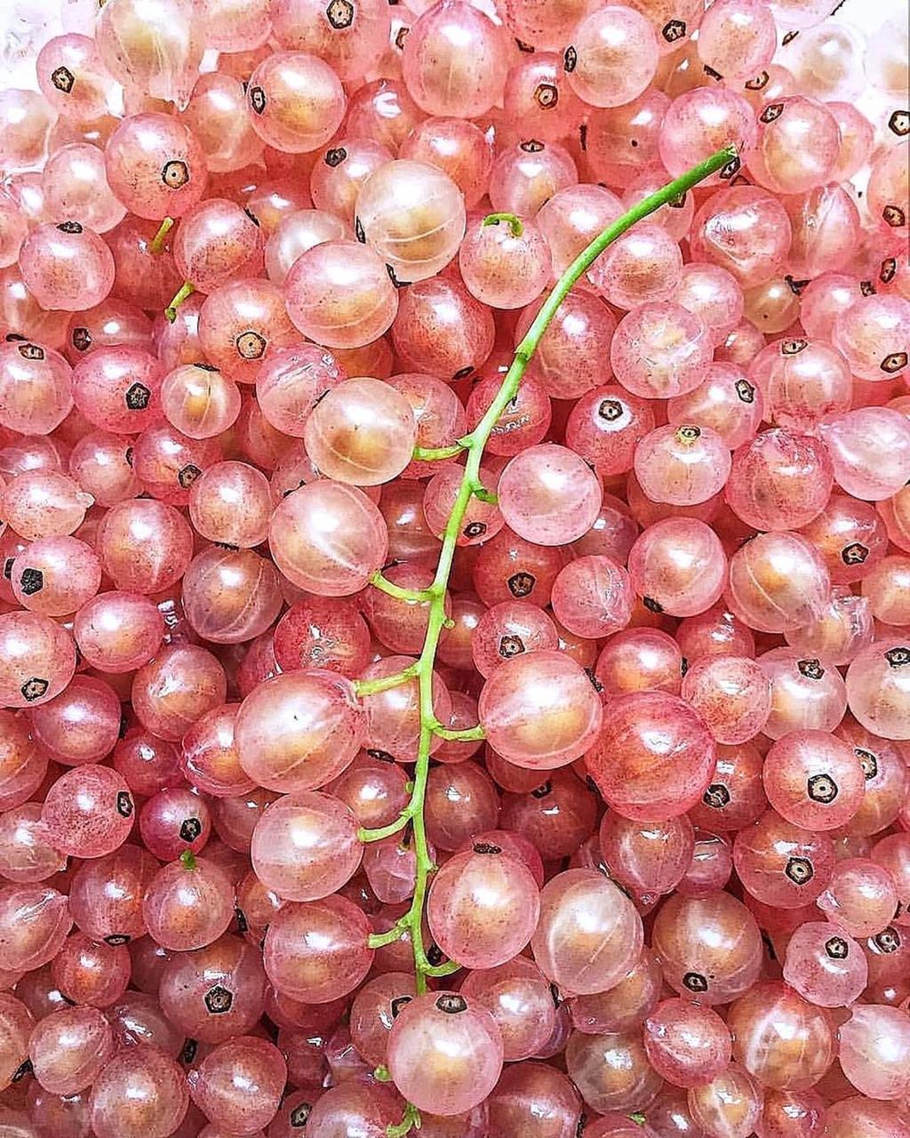 Смородина рожева "Рожеве шампанське" "Pink Champagne" саджанці 2 літні ЗКС