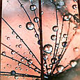 Модульна картина на полотні — Рожевий кульбаба — 5 частин, фото 4
