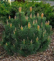 Сосна Гімалайська / Гріффіта 2 річна, Сосна гималайская / Гриффита, Pinus wallichiana / griffithii, фото 3