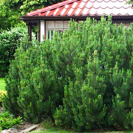 Сосна Гімалайська / Гріффіта 2 річна, Сосна гималайская / Гриффита, Pinus wallichiana / griffithii, фото 1