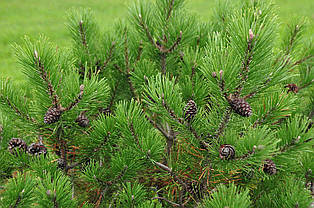 Сосна Гімалайська / Гріффіта 2 річна, Сосна гималайская / Гриффита, Pinus wallichiana / griffithii, фото 4