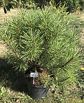 Сосна гірська карликова Mughus 4 річна, Сосна горная / карликовая Мугус, Pinus mugo Mughus, фото 6