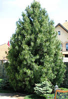 Сосна кедровая сибирская 2 річна, кедр сибирский, Сосна кедрова сибірська, Pinus sibirica