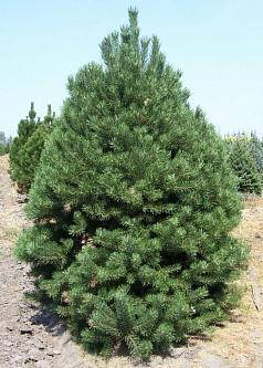 Сосна Покручена 4 річна, Сосна Скрученная, Pinus contorta, фото 1