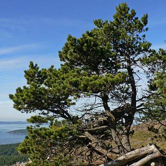 Сосна Покручена 4 річна, Сосна Скрученная, Pinus contorta - фото 3 - id-p1359471345