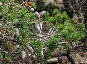Сосна Покручена 4 річна, Сосна Скрученная, Pinus contorta, фото 5