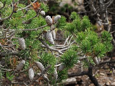Сосна Покручена 4 річна, Сосна Скрученная, Pinus contorta - фото 4 - id-p1359471345