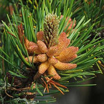 Сосна Покручена 4 річна, Сосна Скрученная, Pinus contorta, фото 3