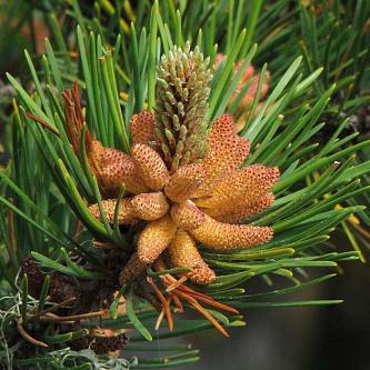 Сосна Покручена 4 річна, Сосна Скрученная, Pinus contorta - фото 2 - id-p1359471345