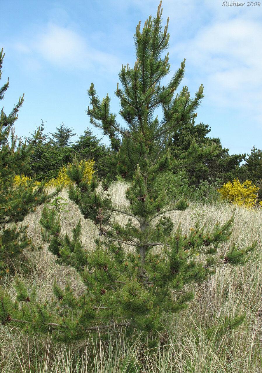 Сосна Покручена 4 річна, Сосна Скрученная, Pinus contorta - фото 5 - id-p1359471345