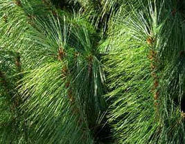 Сосна Пондероза 4 річна, Сосна желтая, Pinus ponderosa, фото 4