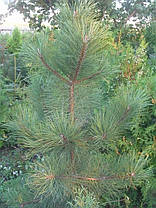 Сосна Пондероза 4 річна, Сосна желтая, Pinus ponderosa, фото 3