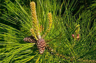 Сосна Пондероза 4 річна, Сосна желтая, Pinus ponderosa, фото 6