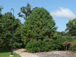 Сосна Пондероза 2 річна, Сосна желтая, Pinus ponderosa