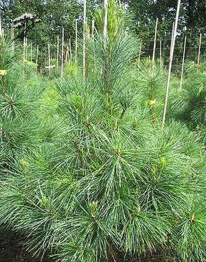 Сосна Румелійська / Балканська 3 річна, Сосна Румелийская / Балканская, Pinus peuce