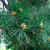Сосна Румелійська / Балканська 3 річна, Сосна Румелийская / Балканская, Pinus peuce, фото 8