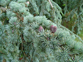 Кедр Атласький ,Cedrus atlantica, фото 2