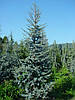 Кедр Атласький ,Cedrus atlantica, фото 7