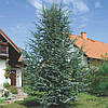 Кедр Атласький ,Cedrus atlantica, фото 8