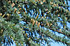 Кедр ліванський 2 річна, Кедр ливанский, Cedrus libani, фото 8