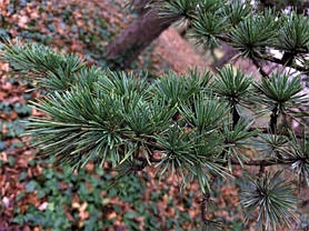 Кедр ліванський 2 річна, Кедр ливанский, Cedrus libani, фото 3