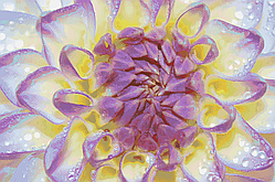 Схема вишивки бісером Сб-1-739 Квітка в ранковій росі