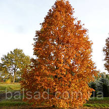 Метасеквоя Сноу Флуріс / h 80-100 / Metasequoia Snow Flurries, фото 4