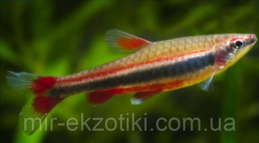 Наностомус Бекфорда (Nannostomus beckfordi), фото 1