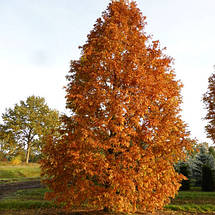 Метасеквоя Голдраш / С10 / h 80-100 / Metasequoia Goldrush, фото 3