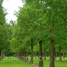 Метасеквоя Сноу Флуріс / h 80-100 / Metasequoia Snow Flurries, фото 3