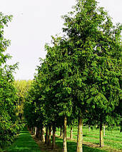 Метасеквоя Сноу Флуріс / h 80-100 / Metasequoia Snow Flurries, фото 5