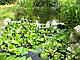 ВОДЯНИЙ ГІАЦИНТ, ЕЙХОРНІЯ - рослина для міні ставку, водної клумби, ставочка у вазоні, фото 4