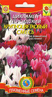 Насіння квітів Цикламен крупноквітковий суміш 3 шт суміш (Плазмові насіння)