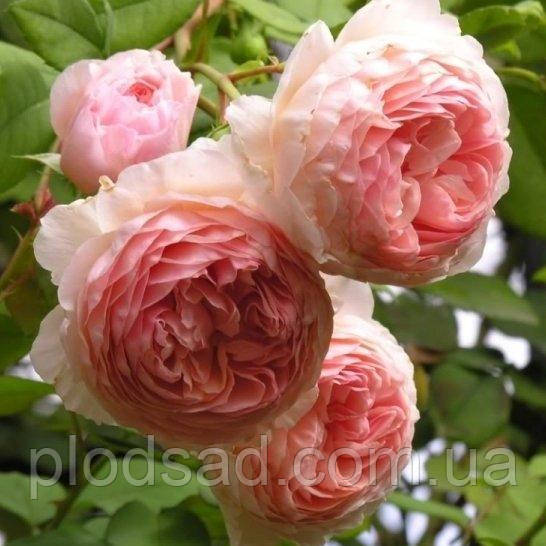 Троянда англійська Вільям Морріс